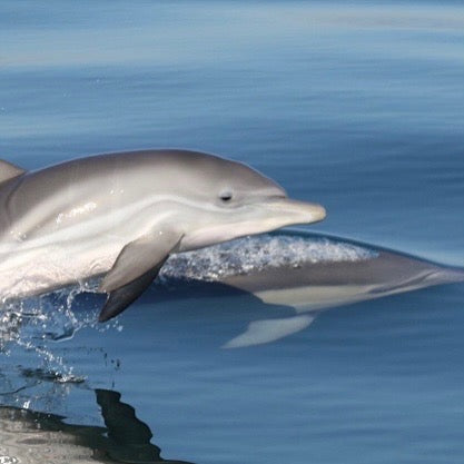 Common dolphin mother and calf photographed by David Donnelly under permit, Dolphin Research Institute