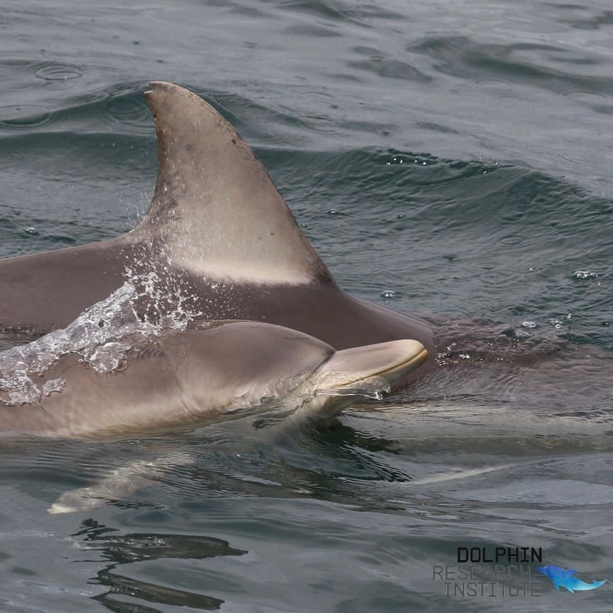 Taken under sciectific permit, Dolphin Research Institute Photo of V-Nick and her calf