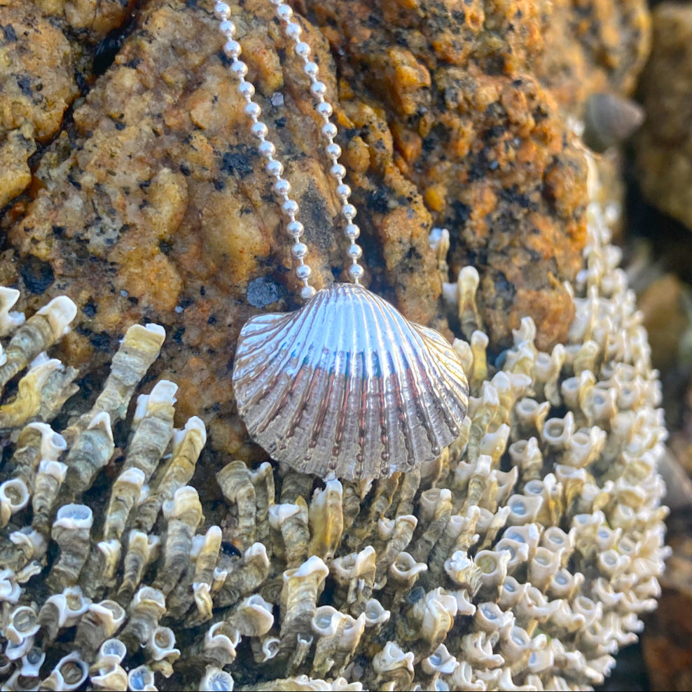 Sterling silver necklace of a cast silver shell. Hangs on a 40 or 45cm sterling silver chain. By Mornington Sea Glass.