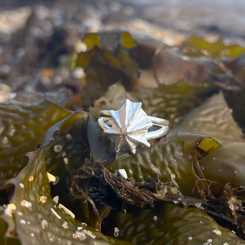 Double band sterling silver limpet shell ring by Mornington Sea Glass. Size 6 3/4 or 8.