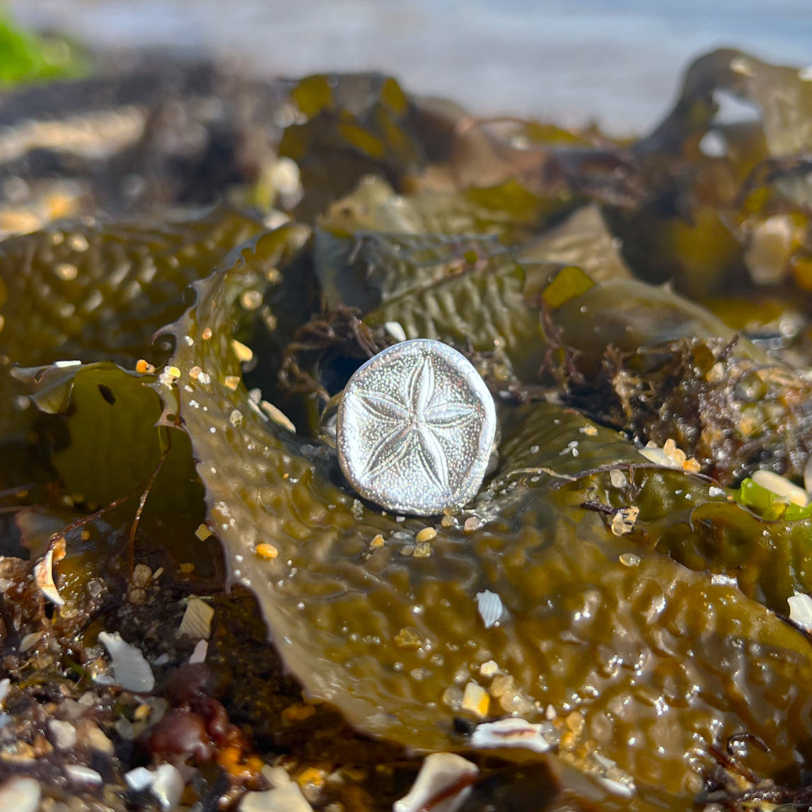 Double band sterling silver sea biscuit shell ring by Mornington Sea Glass. Size 8 ¼ o Q.