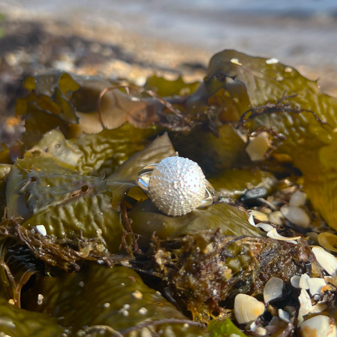Double band sterling silver sea urchin shell ring by Mornington Sea Glass. Size 7 or 8.