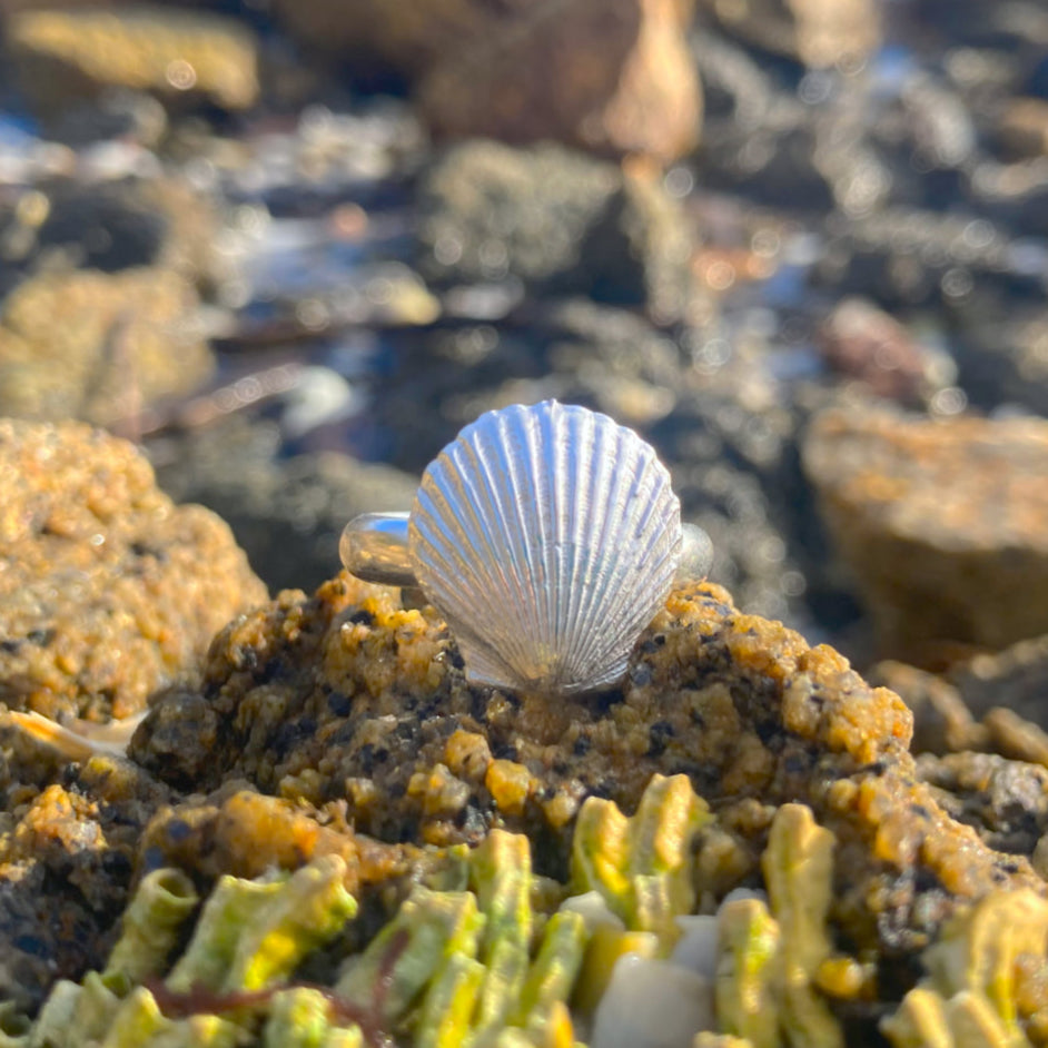 Sterling silver Scallop Shell ring. Size 8 ¼ or Q. By Mornington Sea Glass.