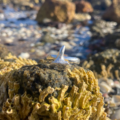 Sterling silver Shark Tooth ring. Size 7 ¼ or O. By Mornington Sea Glass.